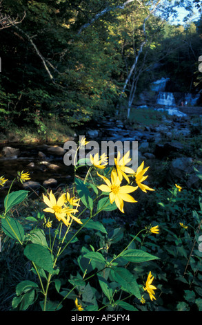 Kent, CT Wildblumen unterhalb Kent Fälle in den Litchfield Hills von westlichen Connecticut. Kent Falls State Park. Stockfoto