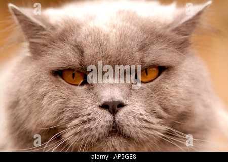 Britische blaue Hauskatze Stockfoto