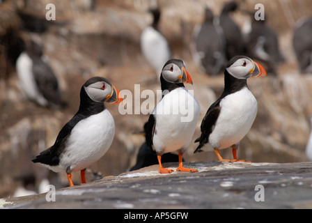 Papageientaucher, Farne Islands, Northumberland England UK Stockfoto