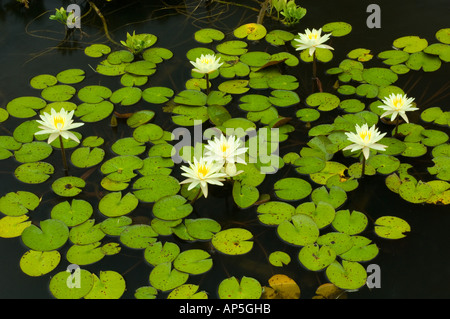 DC, Washington, Kenilworth Aquatic Gärten, Gruppe von weißen winterharte Seerosen großen Gruppe von grünen Seerosen Stockfoto