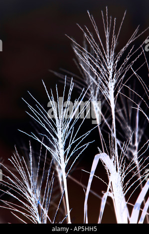 Digital erweitert Zebra Grass Miscanthus Seed Heads Monochrom Stockfoto