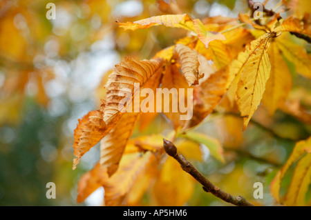 Süße Kastanien Blätter Herbst Stockfoto