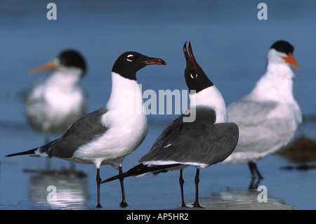 Möwe (Larus Atricilla) Balz lachen. USA, Florida Stockfoto