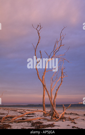 Sanibel, FL. toter Baum am Lighthouse Beach. Sunrise. Sanibel Island. Stockfoto