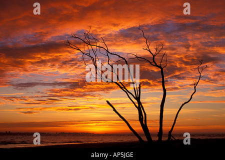 Sanibel, FL. toter Baum am Lighthouse Beach. Sunrise. Sanibel Island. Stockfoto