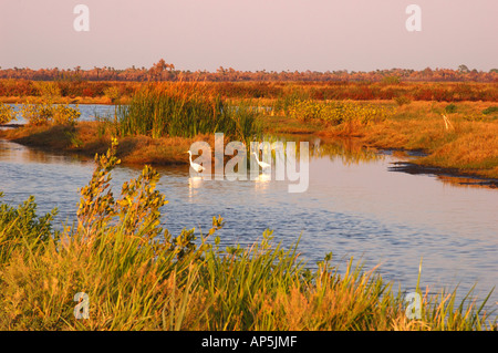 Nordamerika, USA, Florida, Merritt Island National Wildlife Refuge, Silberreiher Stockfoto