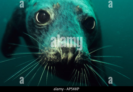 Hübsches Gesicht einer grau-Dichtung unter Wasser aus der Farne Islands. Northumberland. VEREINIGTES KÖNIGREICH. Halichoerus Grypus. Familie Pinnipedia. Stockfoto