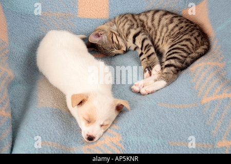 junge Kätzchen und junge Welpe schlafend auf einer Decke neben einander Stockfoto