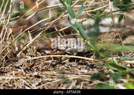 Smaragdeidechse Lacerta Viridis Eidechse Eidechse Stockfoto