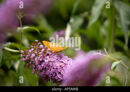 Glanville Fritillary Butterfly auf Sommerflieder Blume Stockfoto