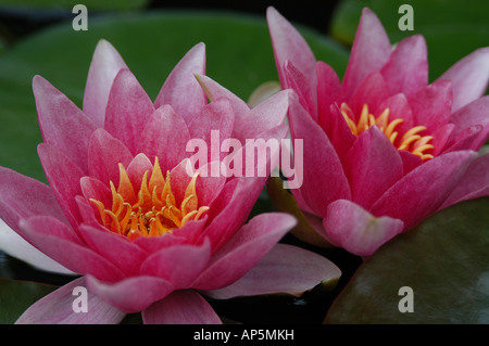 Rosa Wasser Lillys (Teichrosen Lutea) Stockfoto