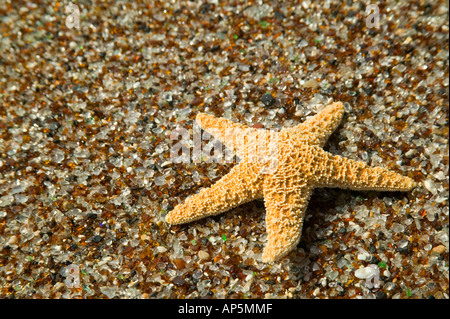 USA, HI, Kauai, Glass Beach mit Star fish Stockfoto