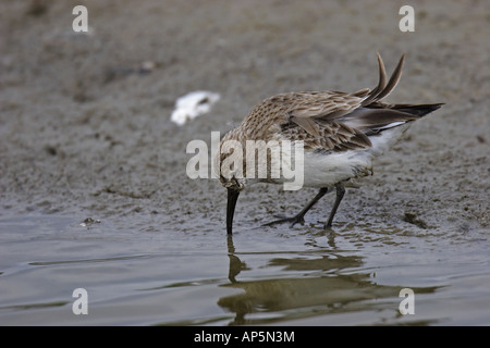 Zwergstrandläufer Calidris minuta Stockfoto