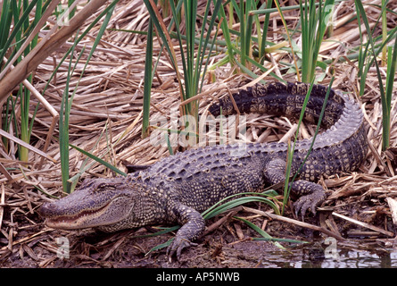 USA, Louisiana, Sabine National Wildlife Refuge, amerikanischer Alligator Stockfoto