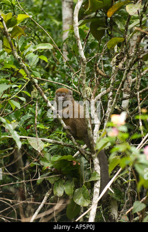 Östlichen weniger Bambus Lemur, Hapalemur früh, Spezialreservat Analamazaotra, Andasibe-Mantadia Nationalpark, Madagaskar Stockfoto