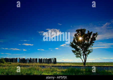 Einsamer Baum neben einer Eisenbahnstrecke in der Region von Ovce Pole Stockfoto