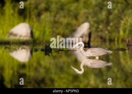 Ein große blaue Reiher, Ardea Herodias, ernährt sich in Katahdin See in der Nähe von Maine Baxter State Park. Stockfoto