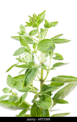 Oregano Origanum vulgare Stockfoto