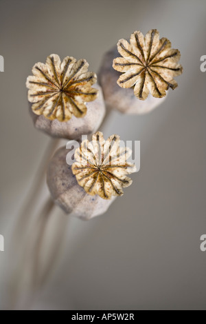 Schlafmohn seedheads Stockfoto