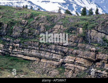 Dickhornschafe im Glacier National Park von Montana Stockfoto