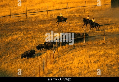 Nationalen Bison Range jährliche Bison Round-Up in der Nähe von Moiese Montana Stockfoto