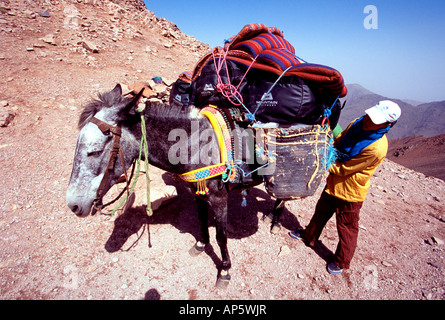 Eine marokkanische Muleteer lädt seinem Maultier in den hohen Atlas-Gebirge nr Marrakesch in Marokko Nordafrika Stockfoto