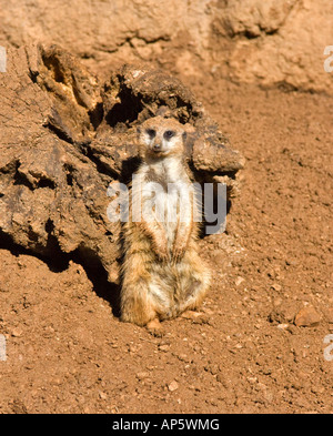 Erdmännchen auf Wache Stockfoto