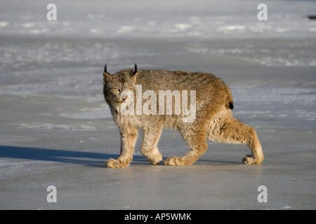 Kanada-Luchs (Lynx Canadensis) zu Fuß auf den Schnee bedeckten Eis Stockfoto