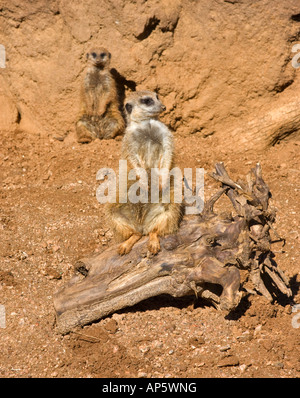 Ein Erdmännchen stehen Wache auf einem Baumstamm mit einem zweiten Familienmitglied aus dem Hintergrund beobachten Stockfoto