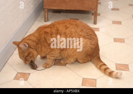 Die Katze lässt sich nieder, um seinen Preis zu genießen Stockfoto