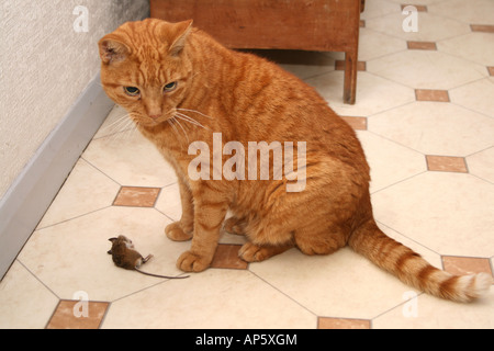 Die Familie Katze präsentiert seinen neuesten Fang zu seinem Besitzer Stockfoto
