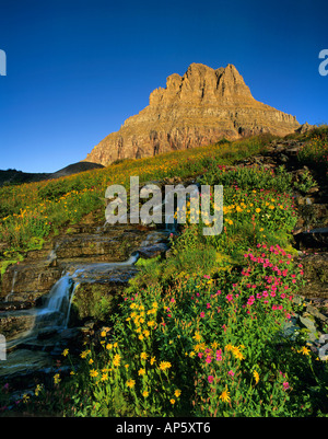 Alpinen Wildblumen & Mt Clements am Logan Pass im Glacier Nationalpark Montana Stockfoto