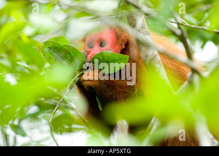 ROTER UAKARI Affen Cacajao Calvus ucayalii Stockfoto