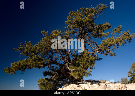 Alten Pinyon Kiefern Pinus Monophylla am Rande des Grand Canyon Dawn Arizona USA Stockfoto