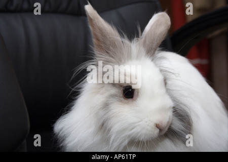 Grey'n "weiße royal Löwenkopf Kaninchen auf Büro-Sessel Stockfoto