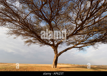 Israel Acacia Raddiana Baum in der Wüste Negev Stockfoto