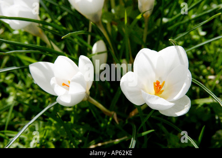 Nahaufnahme von Frühling Krokusse Stockfoto