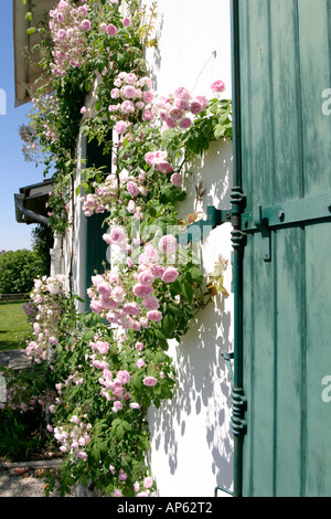 Rosa Rosen rund um Fenster Fensterläden Villa Südfrankreich Stockfoto