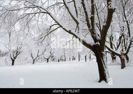 Verschneite Ahornbäume im Odiorne Point State Park in Rye, New Hampshire. Stockfoto