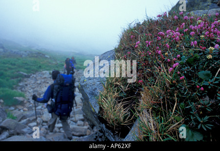 Mount Washington, NH blass Laurel, Kalmia Polifolia, wächst neben der Tuckerman Schlucht Spur auf New Hampshire Mount Washington Stockfoto