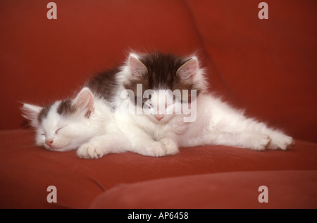 Zwei flauschige Kätzchen liegen zusammen auf dem Sofa und betrachten die Kamera im Nahporträt. Stockfoto