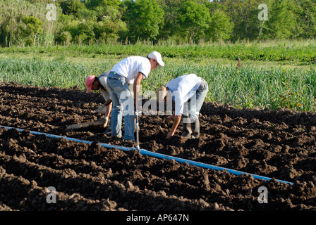 drei Arbeiter in einem Bio-Gemüse Plantage Anbau Stockfoto