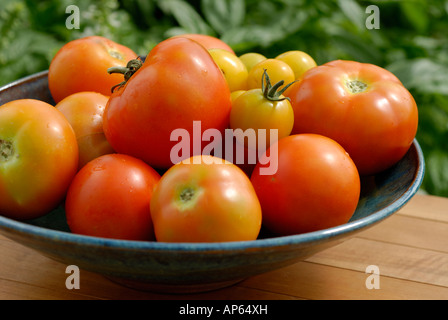 Keramikschale mit frisch gepflückt Tomaten - verschiedene Sorten von Tomaten Stockfoto
