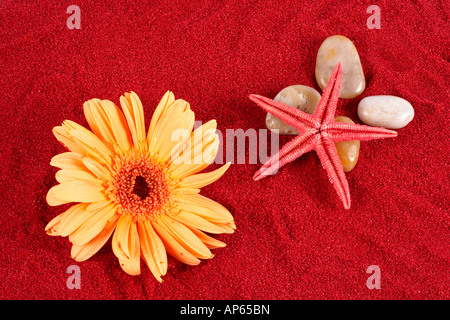 Daisy und Seestern über vier Steinen auf dem roten sand Stockfoto