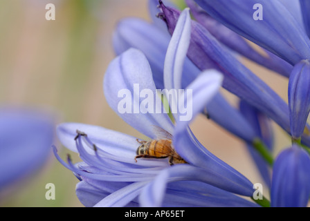 Nahaufnahme von Agapantus Blume und Biene Stockfoto