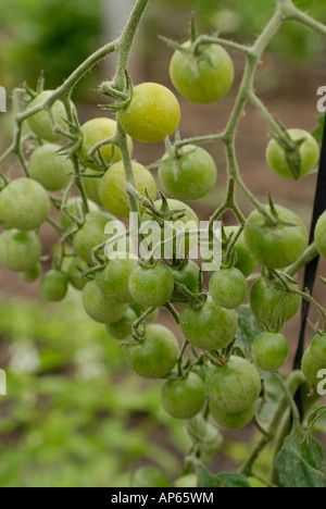 Reihe von grüne kleine Tomaten an einer Pflanze im Gewächshaus Stockfoto