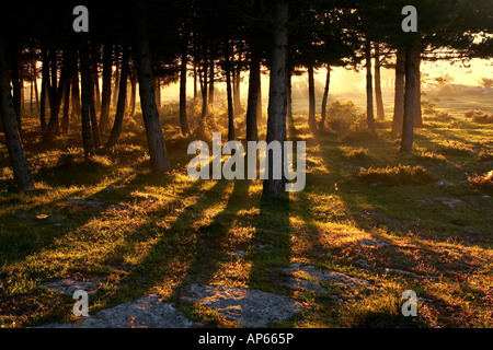 Awakening of day in the forest Stockfoto