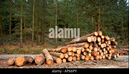 Ein anmeldet säuberlich gestapelt, in der Nähe der Waldweg Stockfoto