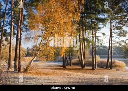 Frensham Common von Frensham Teiche im Herbst, Surrey UK Stockfoto