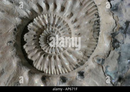 Nahaufnahme des Zentrums ein Ammonit fossil Stockfoto